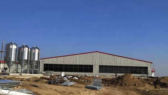 Low Cost Steel Structure Pig Breeding Shed/piggery/hog House