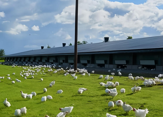 Modern Light Ventilated & Insulated Steel Structure Chicken Coop High-Efficiency Poultry Farming House Commercial Breeding