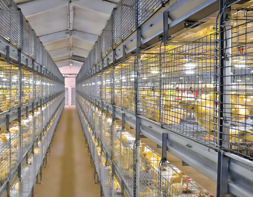 Prefabricated Steel Structure Building Chicken Shed Low-Priced Poultry Farm Design for Chicken Farms