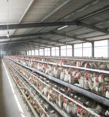 Modern Light Poultry Farm Shed Chicken Coop Design Steel Construction Cheap Farm House Sale